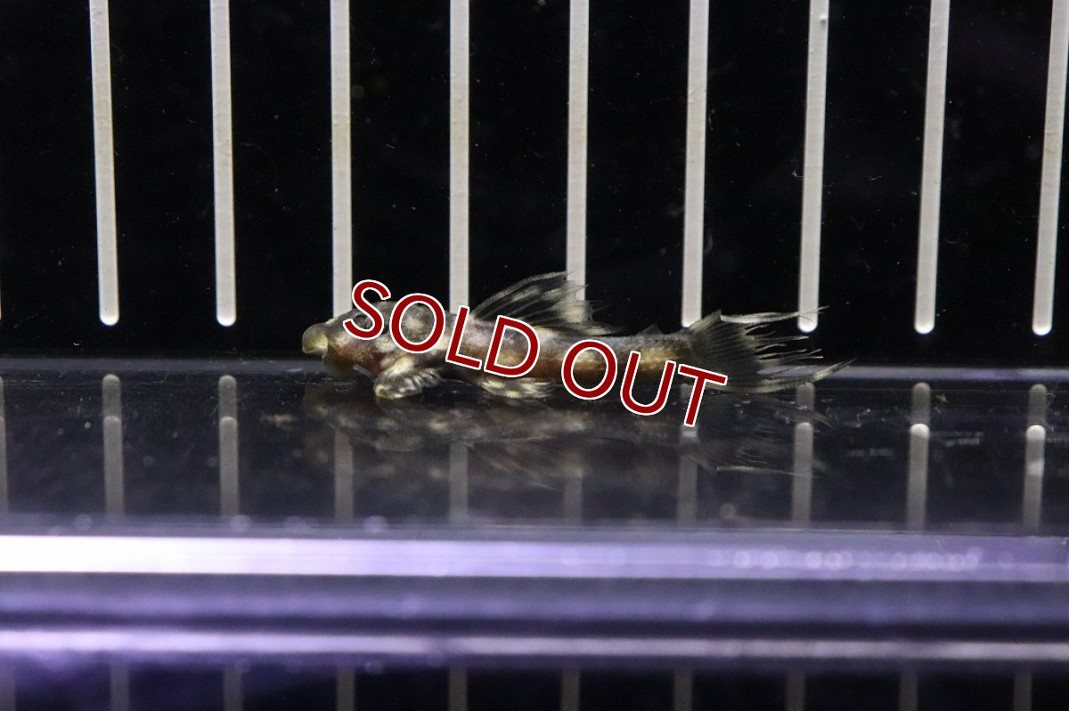 画像5: 【淡水魚】超激安 ミッドナイトドラゴントリムプレコ【1匹】(±4.5-5cm)(プレコ)(生体)(熱帯魚)NKP (5)