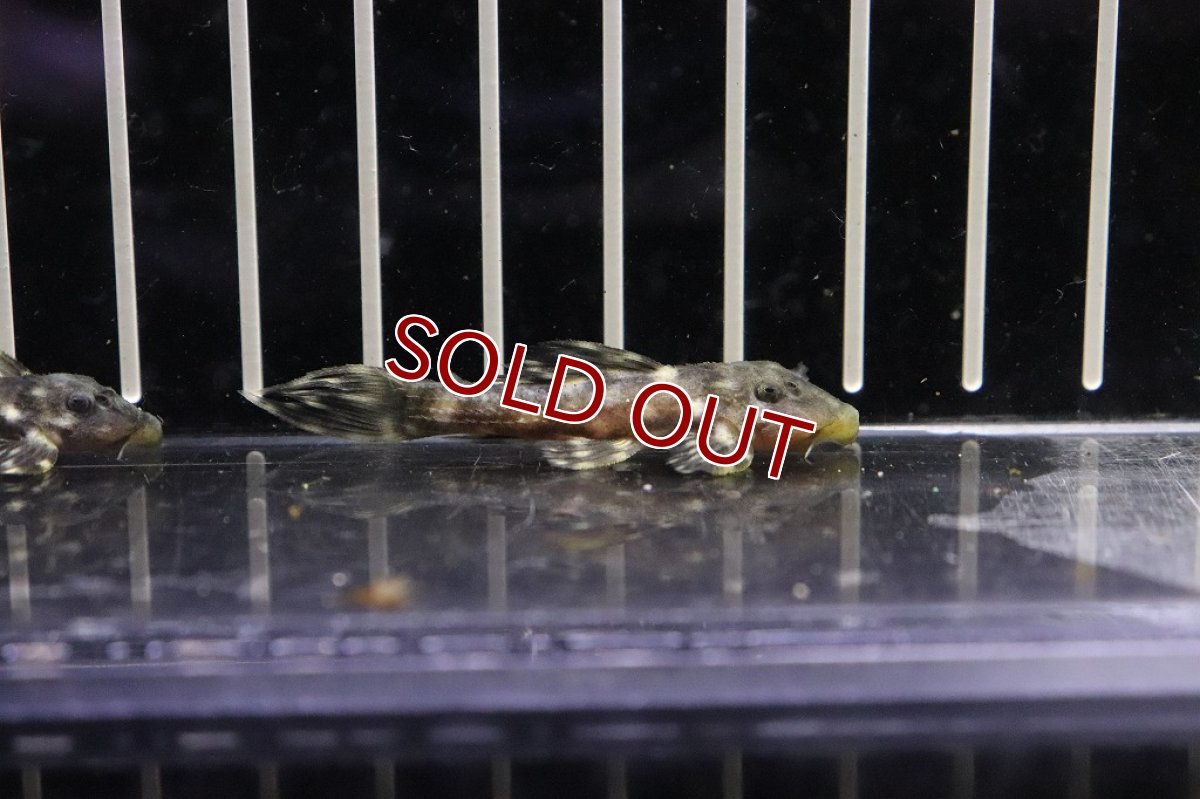 画像6: 【淡水魚】超激安 ミッドナイトドラゴントリムプレコ【1匹】(±4.5-5cm)(プレコ)(生体)(熱帯魚)NKP (6)