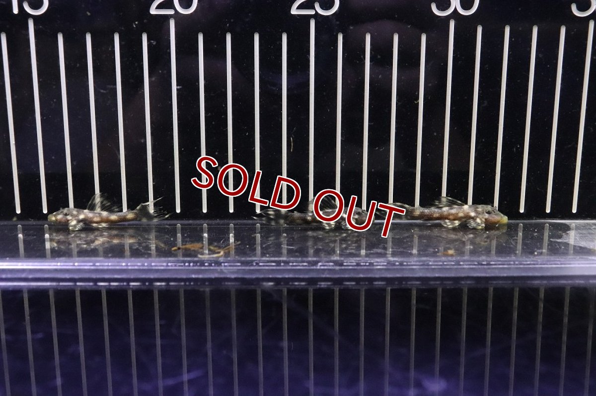 画像7: 【淡水魚】超激安 ミッドナイトドラゴントリムプレコ【1匹】(±4.5-5cm)(プレコ)(生体)(熱帯魚)NKP (7)