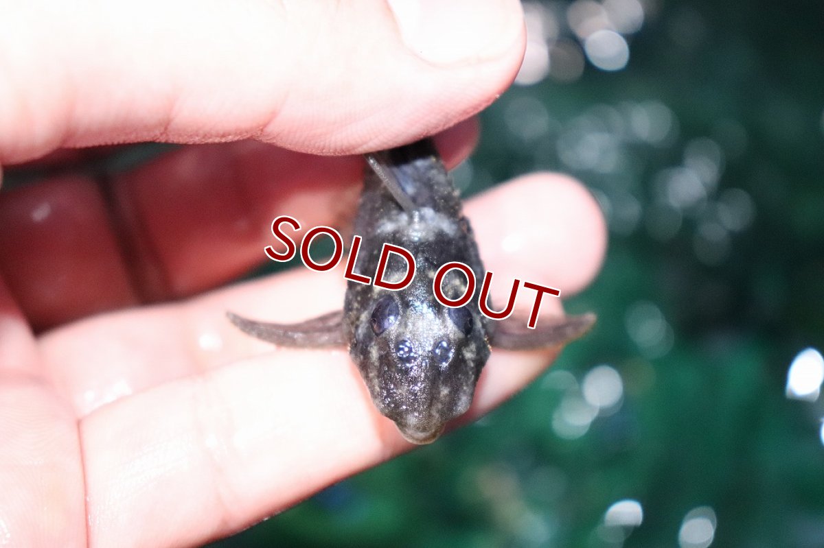 画像2: 【淡水魚】激レア 珍種 ブルーフィンパナクエsp ワイルド【1匹 サンプル画像販売】(±6-7cm)(プレコ)（生体）（熱帯魚）NKＰ (2)