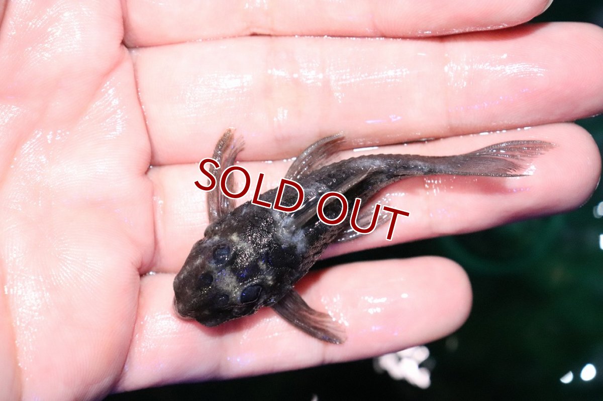 画像3: 【淡水魚】激レア 珍種 ブルーフィンパナクエsp ワイルド【1匹 サンプル画像販売】(±6-7cm)(プレコ)（生体）（熱帯魚）NKＰ (3)