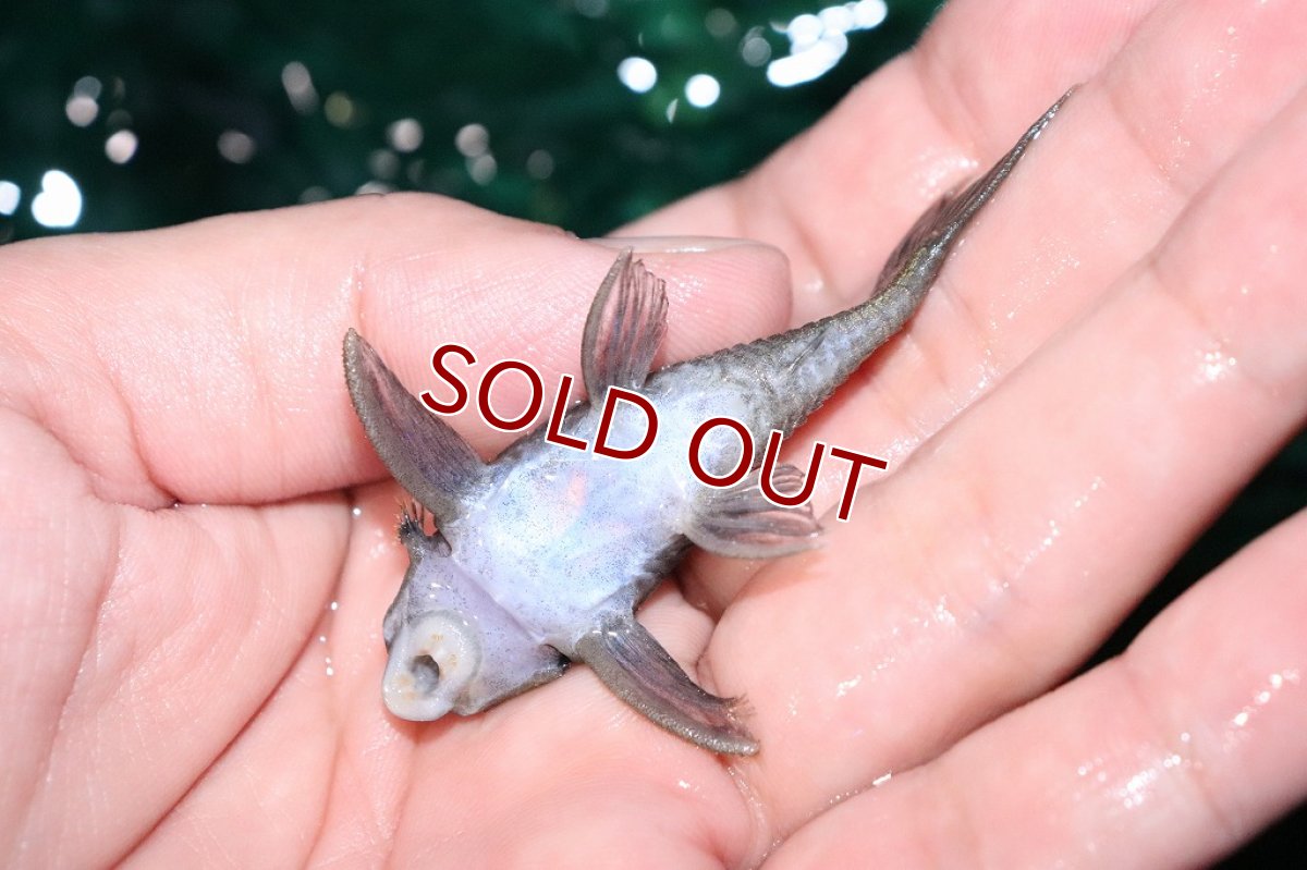 画像4: 【淡水魚】激レア 珍種 ブルーフィンパナクエsp ワイルド【1匹 サンプル画像販売】(±6-7cm)(プレコ)（生体）（熱帯魚）NKＰ (4)