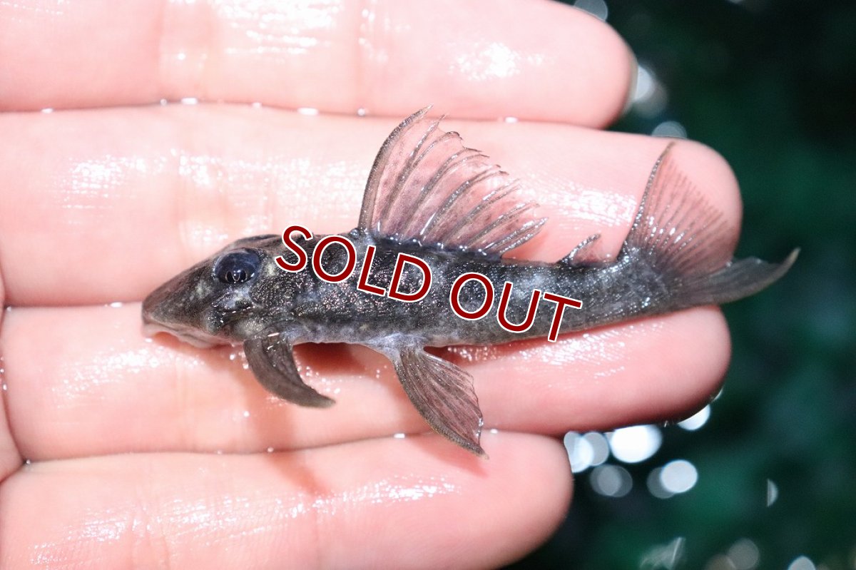 画像5: 【淡水魚】激レア 珍種 ブルーフィンパナクエsp ワイルド【1匹 サンプル画像販売】(±6-7cm)(プレコ)（生体）（熱帯魚）NKＰ (5)