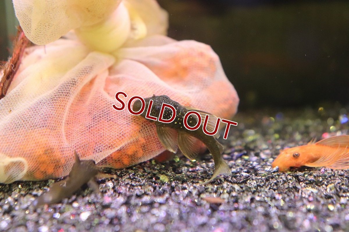 画像2: 【淡水魚】グリーンイエローフィンペコルティア ワイルド【1匹】(±4cm)(プレコ)（生体）（熱帯魚）NKＰ (2)