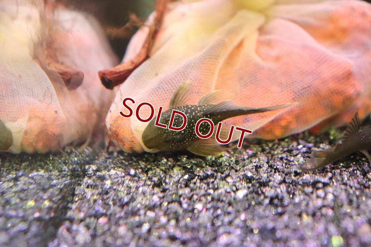 画像3: 【淡水魚】グリーンイエローフィンペコルティア ワイルド【1匹】(±4cm)(プレコ)（生体）（熱帯魚）NKＰ (3)