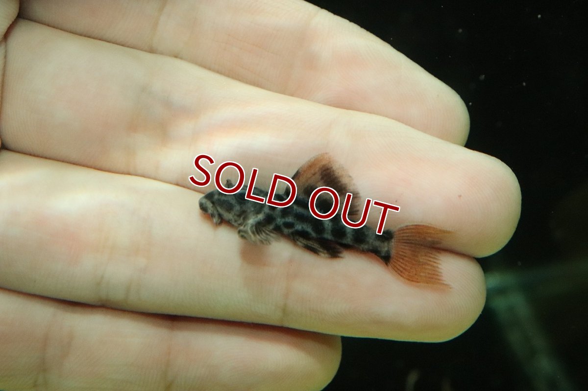 画像2: 【淡水魚】ハイブリッド ロライマオレンジフィンレオパード×オレンジフィンレオパード【1匹 サンプル画像販売】(±4cm)（生体）（熱帯魚）NKＰ (2)