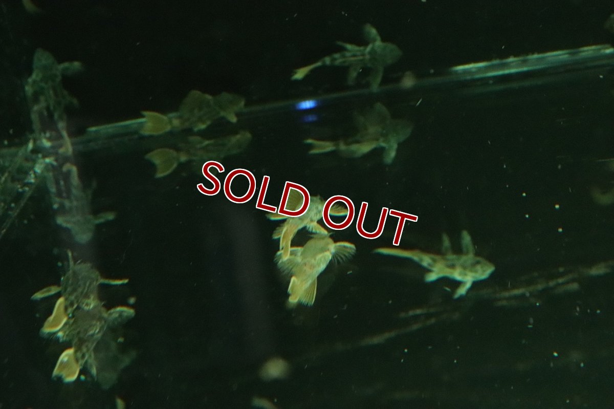 画像3: 【淡水魚】ハイブリッド ロライマオレンジフィンレオパード×オレンジフィンレオパード【1匹 サンプル画像販売】(±4cm)（生体）（熱帯魚）NKＰ (3)