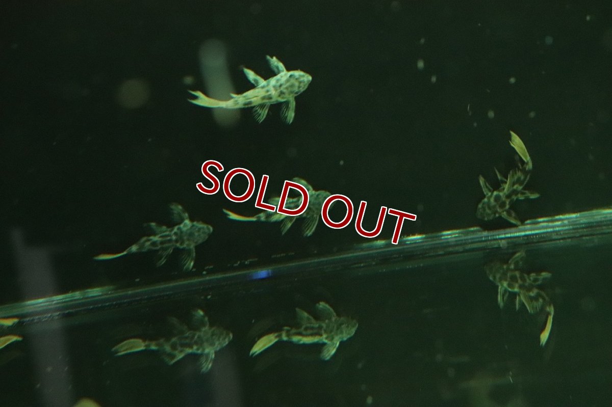 画像4: 【淡水魚】ハイブリッド ロライマオレンジフィンレオパード×オレンジフィンレオパード【1匹 サンプル画像販売】(±4cm)（生体）（熱帯魚）NKＰ (4)