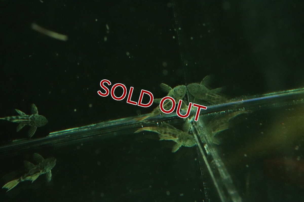 画像5: 【淡水魚】ハイブリッド ロライマオレンジフィンレオパード×オレンジフィンレオパード【1匹 サンプル画像販売】(±4cm)（生体）（熱帯魚）NKＰ (5)