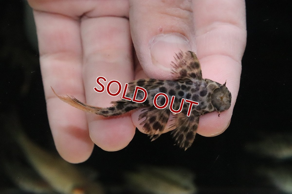 画像2: 【淡水魚】オレンジフィンレオパードトリムプレコ ワイルド【１匹 サンプル画像】(±4-6cm)(生体)(淡水)ＮＫP (2)