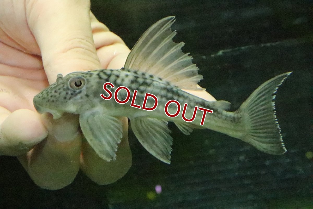 画像2: 【淡水魚】【通販】ホワイトエッジパレペコルティア ワイルド【1匹 サンプル画像】(±6-10cm)(プレコ)（生体）（熱帯魚）NKＰ (2)