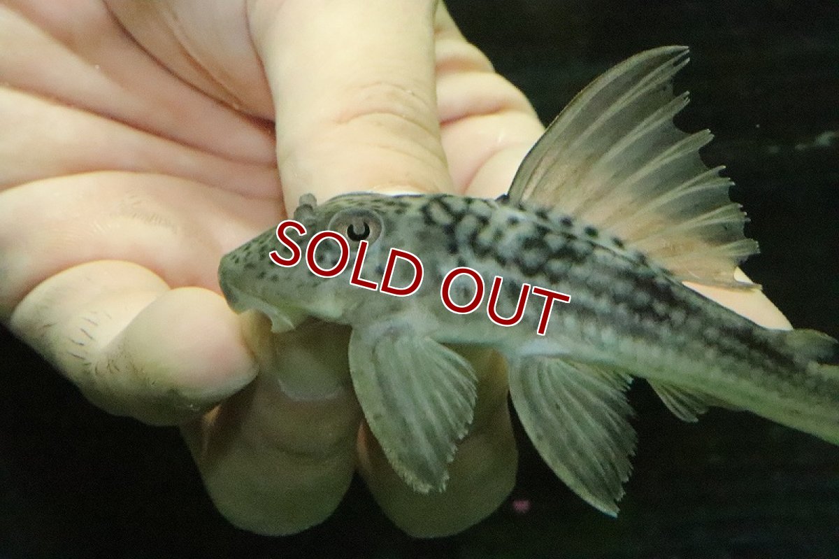 画像3: 【淡水魚】【通販】ホワイトエッジパレペコルティア ワイルド【1匹 サンプル画像】(±6-10cm)(プレコ)（生体）（熱帯魚）NKＰ (3)