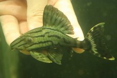 画像1: 【淡水魚】【通販】激安 大きめ シャンパーグリーンロイヤルプレコ【１匹 サンプル画像】(±7-12cm)(プレコ)(生体)(熱帯魚)NKO (1)