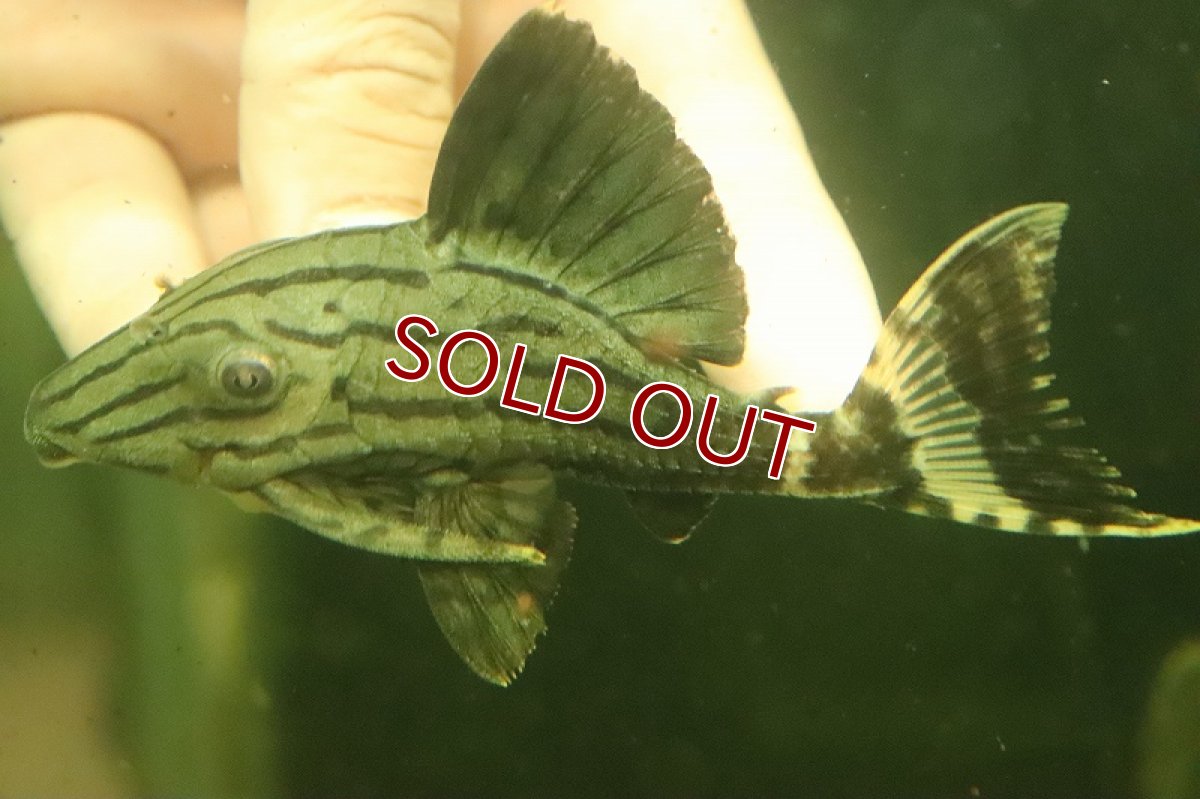 画像2: 【淡水魚】激安 大きめ シャンパーグリーンロイヤルプレコ【１匹 サンプル画像】(±7-12cm)(プレコ)(生体)(熱帯魚)NKO (2)