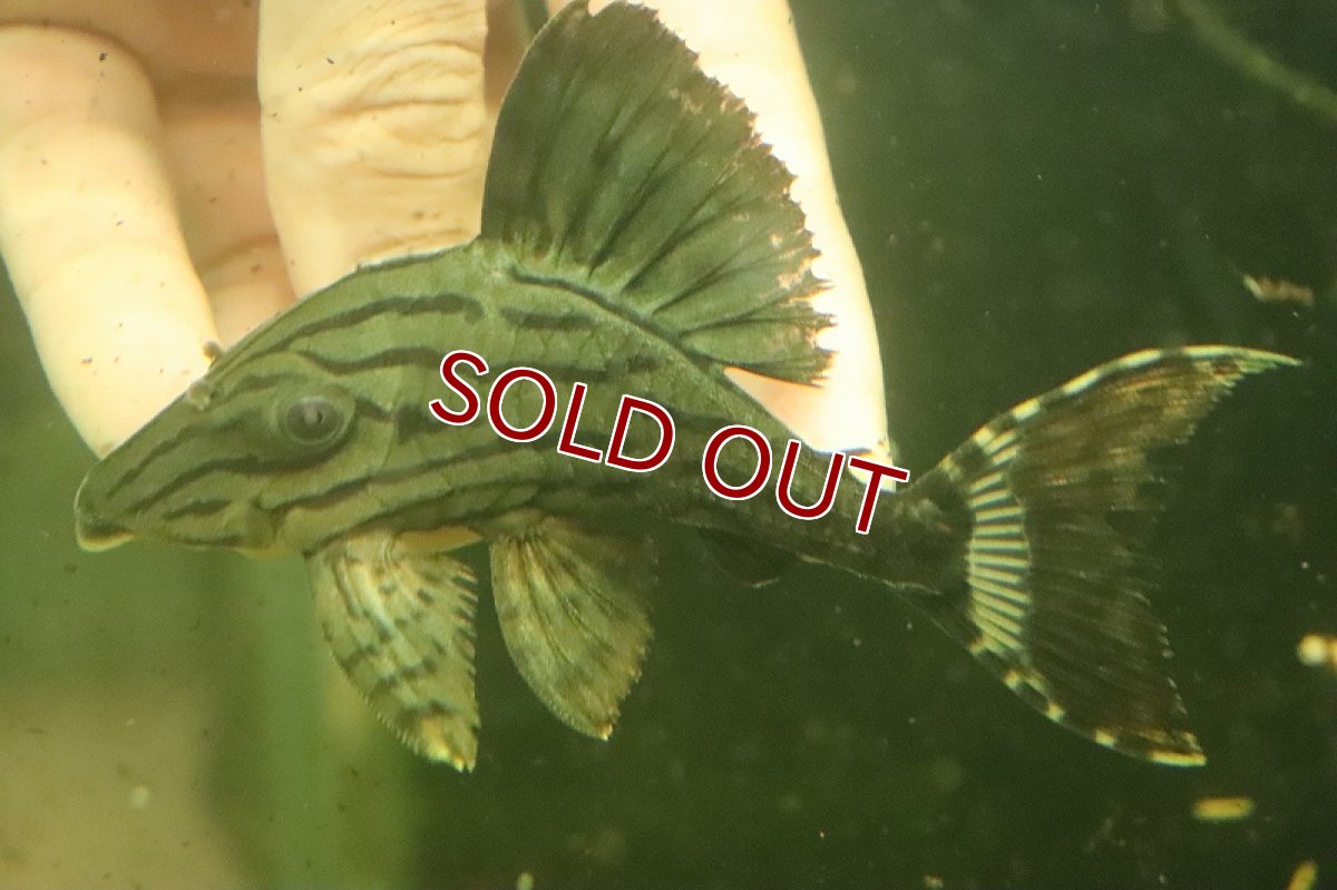 画像3: 【淡水魚】激安 大きめ シャンパーグリーンロイヤルプレコ【１匹 サンプル画像】(±7-12cm)(プレコ)(生体)(熱帯魚)NKO (3)