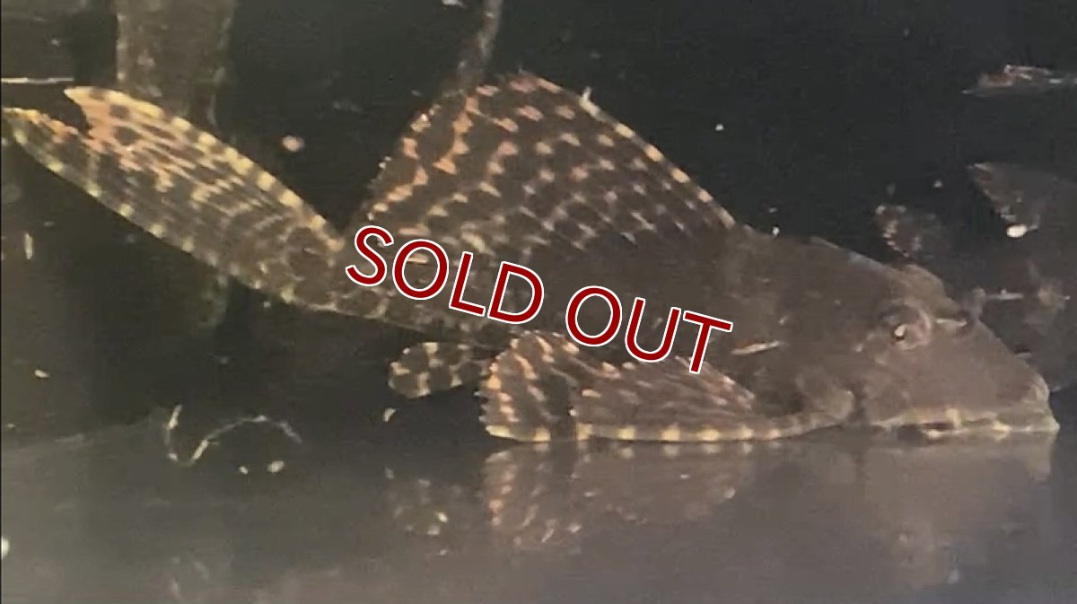 画像2: 【淡水魚】レア種 ブラジル便 大きめ ワイルド セルフィンプレコ タパジョス産【１匹 サンプル画像】(±15cm)(生体)(熱帯魚)NKP (2)