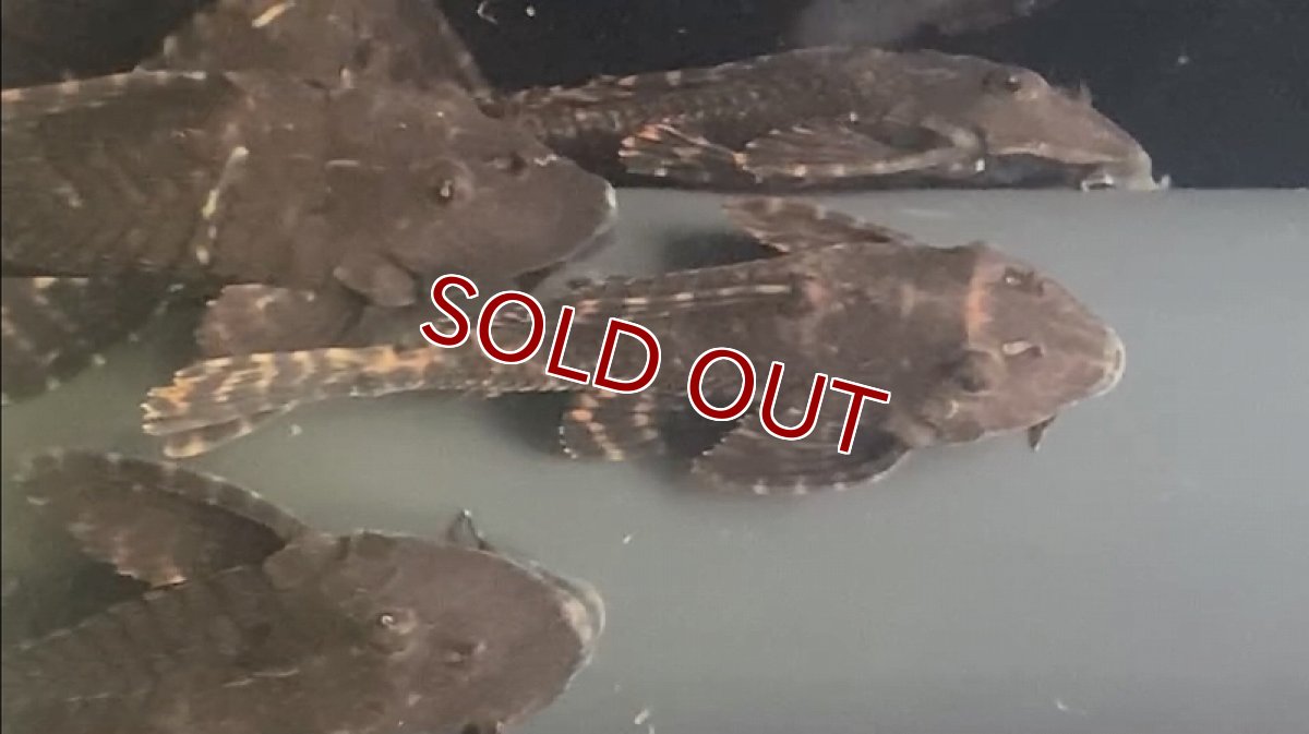 画像3: 【淡水魚】レア種 ブラジル便 大きめ ワイルド セルフィンプレコ タパジョス産【１匹 サンプル画像】(±15cm)(生体)(熱帯魚)NKP (3)