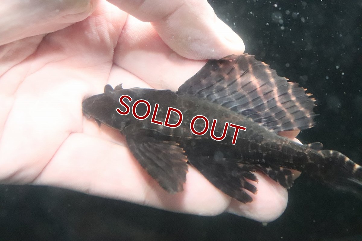 画像2: 【淡水魚】レア種 ブラジル便 大きめ ワイルド セルフィンプレコ タパジョス産【１匹 サンプル画像】(±15cm)(生体)(熱帯魚)NKP (2)