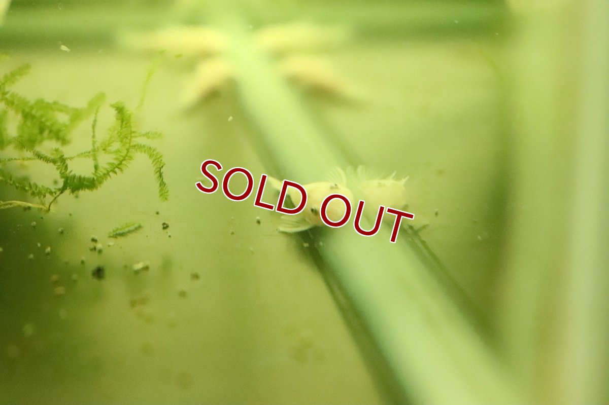 画像2: 【決算セール クーポンご利用で更に10％OFF対象商品】【淡水魚】【通販】レア種 スノーホワイトブッシープレコ【１匹 サンプル画像】（生体）(熱帯魚)NKP (2)