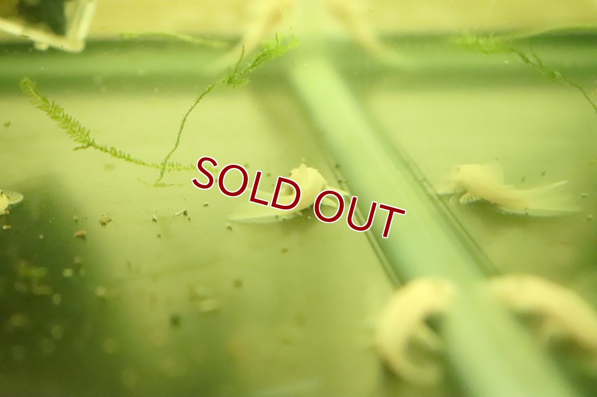 画像3: 【決算セール クーポンご利用で更に10％OFF対象商品】【淡水魚】【通販】レア種 スノーホワイトブッシープレコ【１匹 サンプル画像】（生体）(熱帯魚)NKP (3)