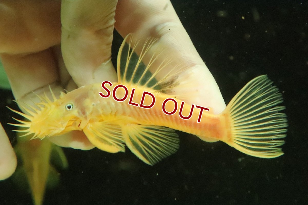 画像2: 【淡水魚】Lサイズ ブルーアイゴールデンブッシー【1匹 サンプル画像】(±8-10cm)(生体)(熱帯魚)NKP (2)