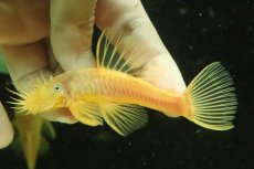 画像2: 【淡水魚】【通販】Lサイズ ブルーアイゴールデンブッシー【1匹 サンプル画像】(±8-10cm)(生体)(熱帯魚)NKP (2)