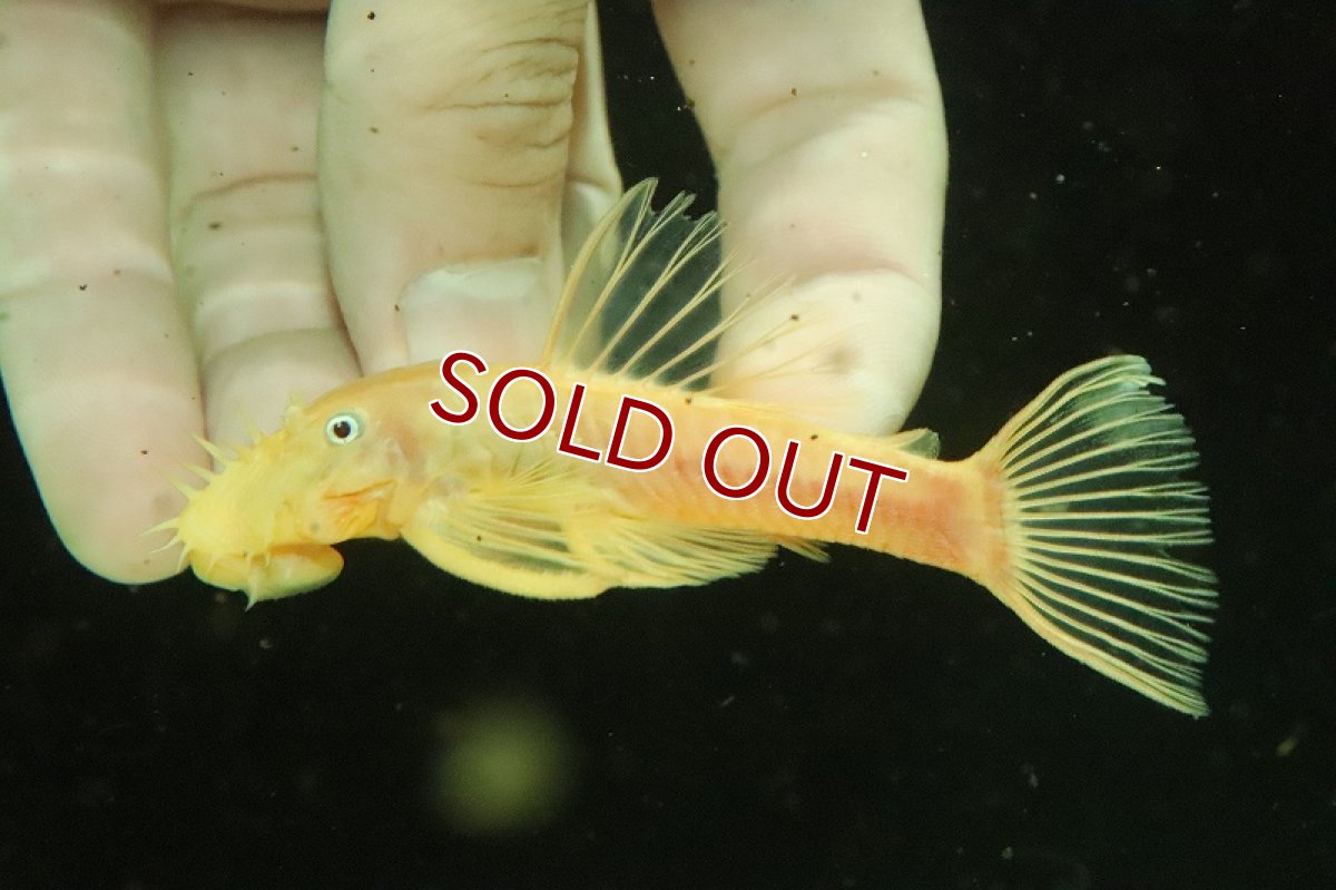 画像3: 【淡水魚】Lサイズ ブルーアイゴールデンブッシー【1匹 サンプル画像】(±8-10cm)(生体)(熱帯魚)NKP (3)