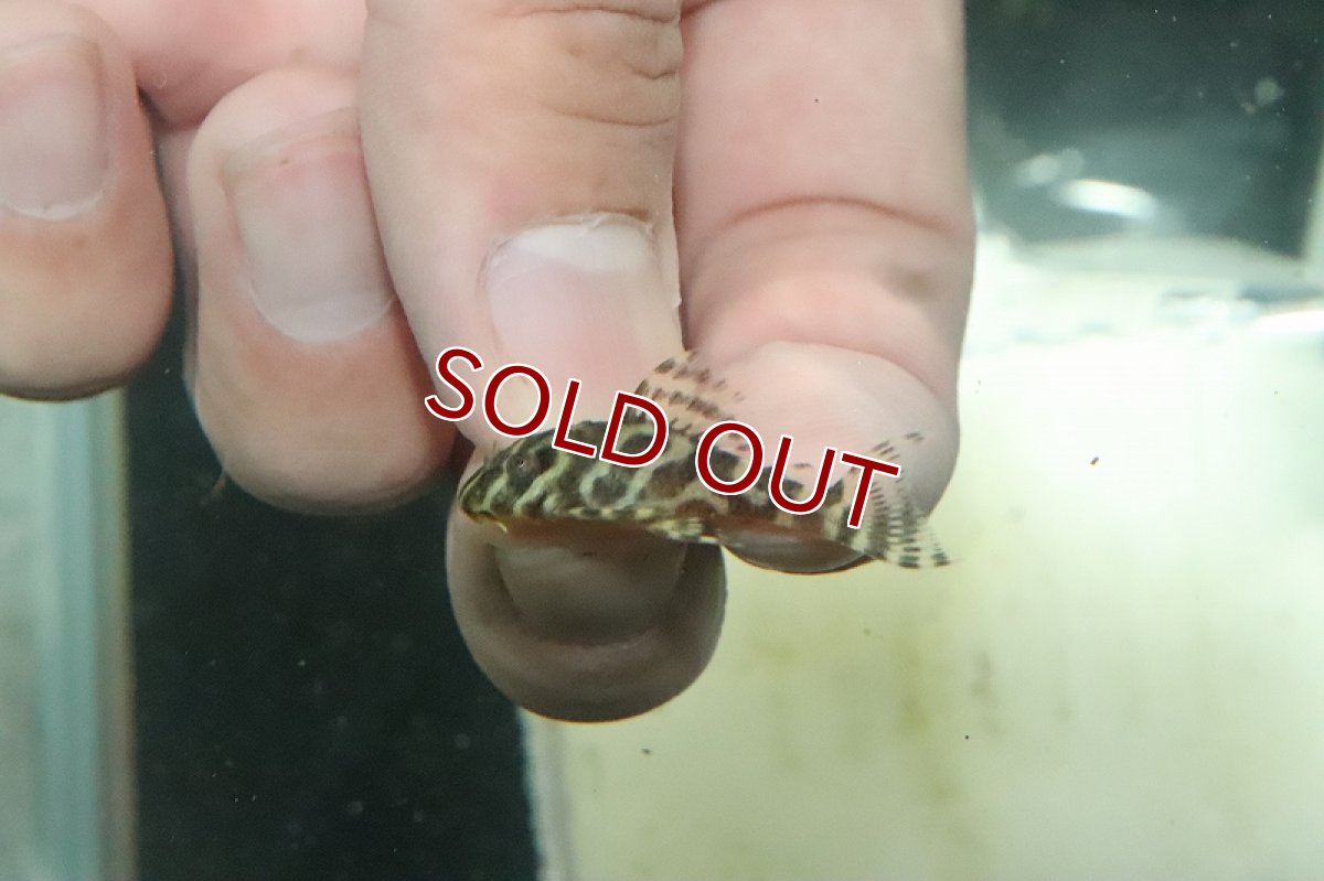 画像2: 【淡水魚】激安 L66♂×オマケバージョンスペシャル♀のブリード個体【1匹 サンプル画像】(±2-4cm)(プレコ)(生体)(熱帯魚)NKP (2)