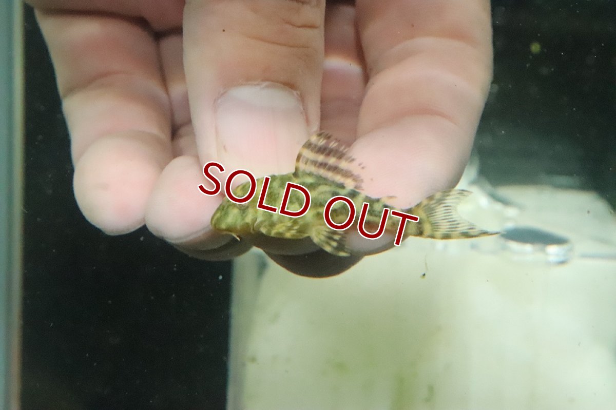 画像3: 【淡水魚】激安 L66♂×オマケバージョンスペシャル♀のブリード個体【1匹 サンプル画像】(±2-4cm)(プレコ)(生体)(熱帯魚)NKP (3)