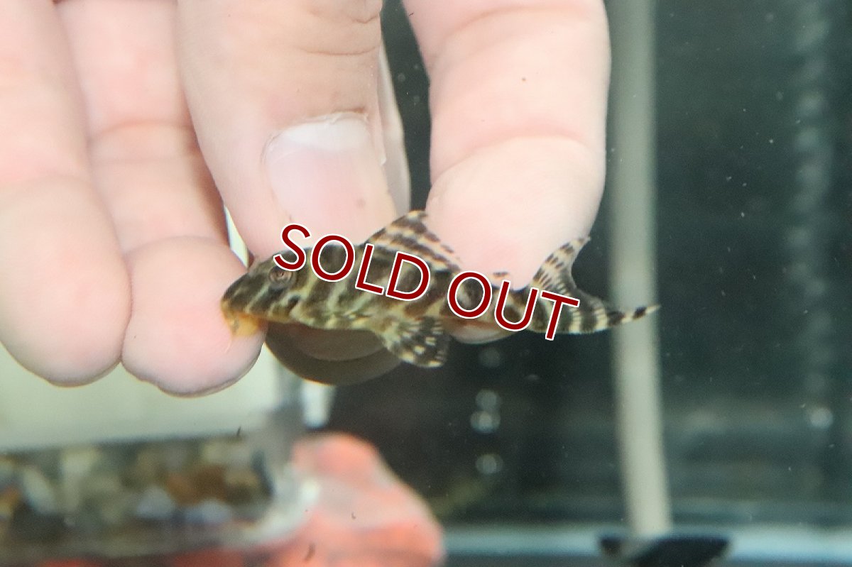 画像4: 【淡水魚】激安 L66♂×オマケバージョンスペシャル♀のブリード個体【1匹 サンプル画像】(±2-4cm)(プレコ)(生体)(熱帯魚)NKP (4)