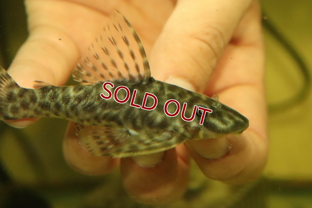 画像2: 【淡水魚】激安 オトシンプレコ ワイルド【1匹 サンプル画像】(±8-9cm)(プレコ)(生体)(熱帯魚)NKP (2)