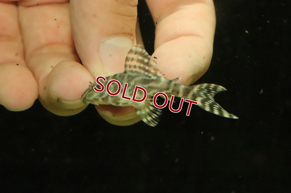 画像2: 【淡水魚】激安 キングロイヤルペコルティア【1匹 サンプル画像】(±4-7cm)(プレコ)(生体)(熱帯魚)NKP (2)