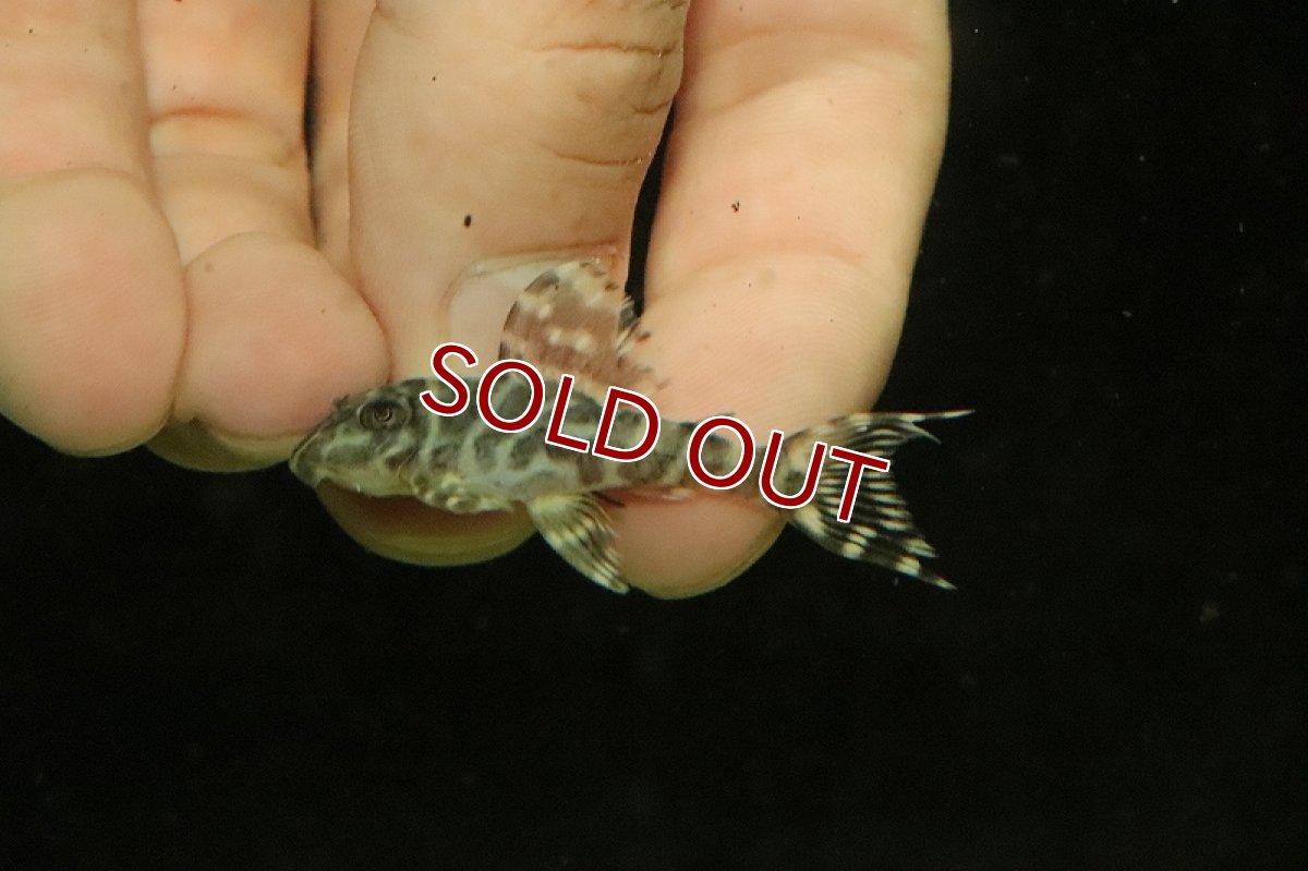 画像3: 【淡水魚】激安 キングロイヤルペコルティア【1匹 サンプル画像】(±4-7cm)(プレコ)(生体)(熱帯魚)NKP (3)