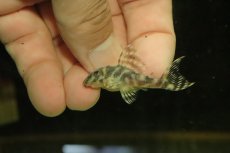 画像4: 【淡水魚】【通販】激安 キングロイヤルペコルティア【1匹 サンプル画像】(±4-7cm)(プレコ)(生体)(熱帯魚)NKP (4)