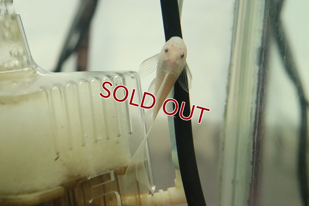 画像2: 【淡水魚】【通販】ロングフィン ブルーイアホワイトブッシープレコ【1匹 サンプル画像】(プレコ)(生体)(熱帯魚)NKP (2)