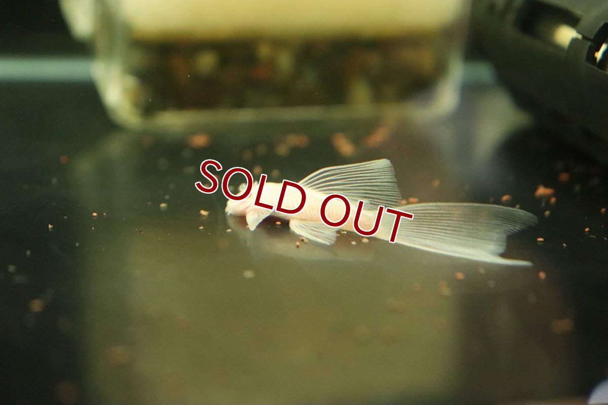 画像3: 【淡水魚】【通販】ロングフィン ブルーイアホワイトブッシープレコ【1匹 サンプル画像】(プレコ)(生体)(熱帯魚)NKP (3)