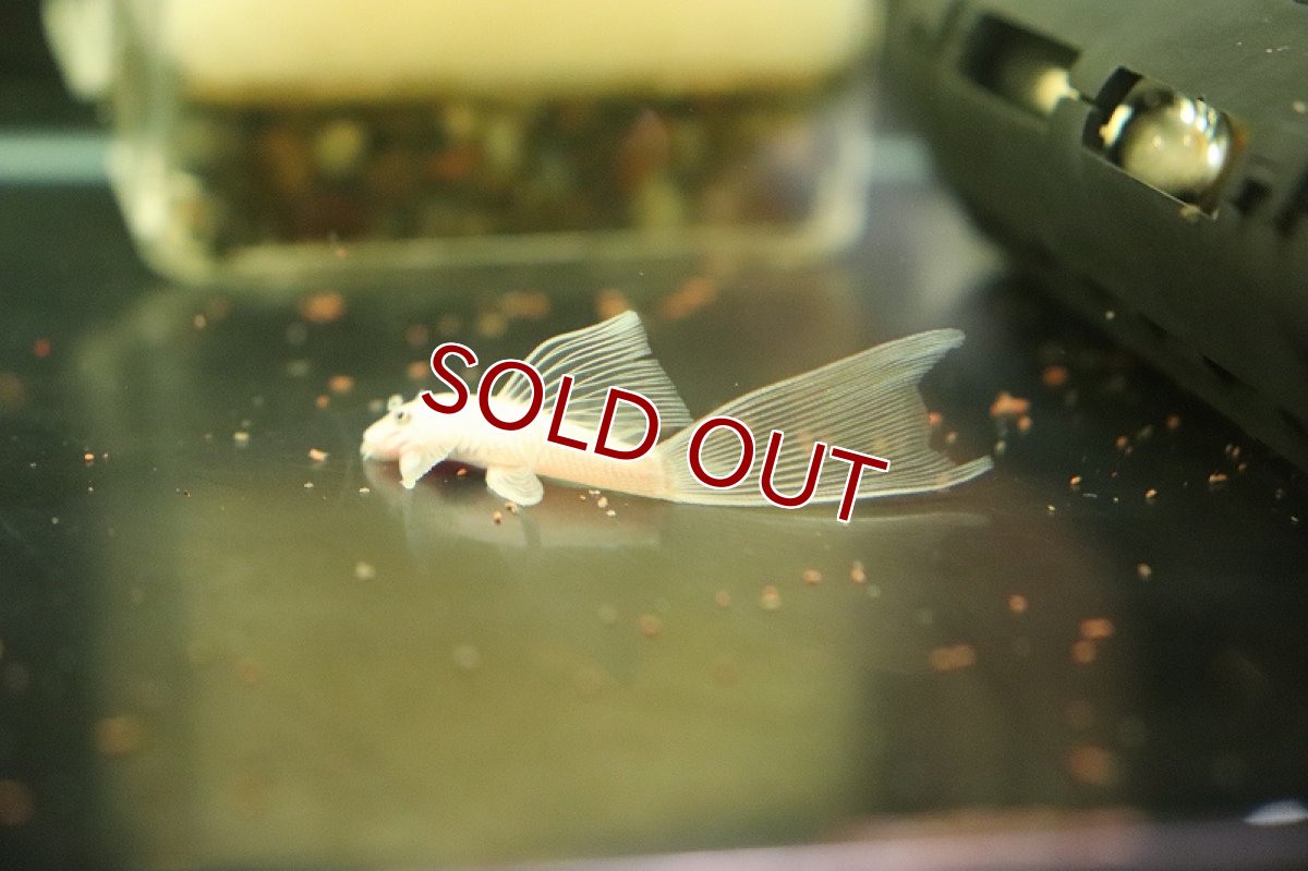 画像4: 【淡水魚】【通販】ロングフィン ブルーイアホワイトブッシープレコ【1匹 サンプル画像】(プレコ)(生体)(熱帯魚)NKP (4)