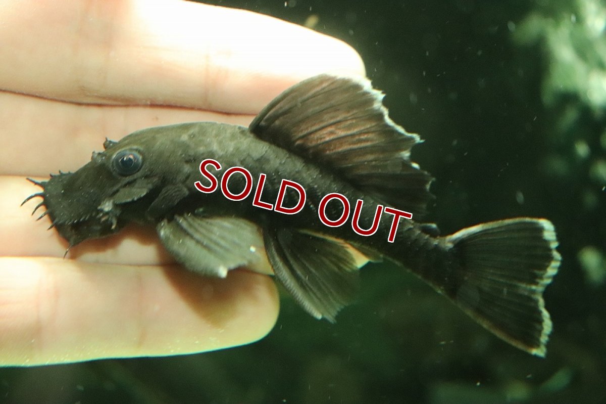 画像2: 【淡水魚】大特価 大きめ ホワイトエッジブッシープレコ ワイルド【1匹 サンプル画像】(±8-10cm)(プレコ)(生体)(熱帯魚)NKP (2)