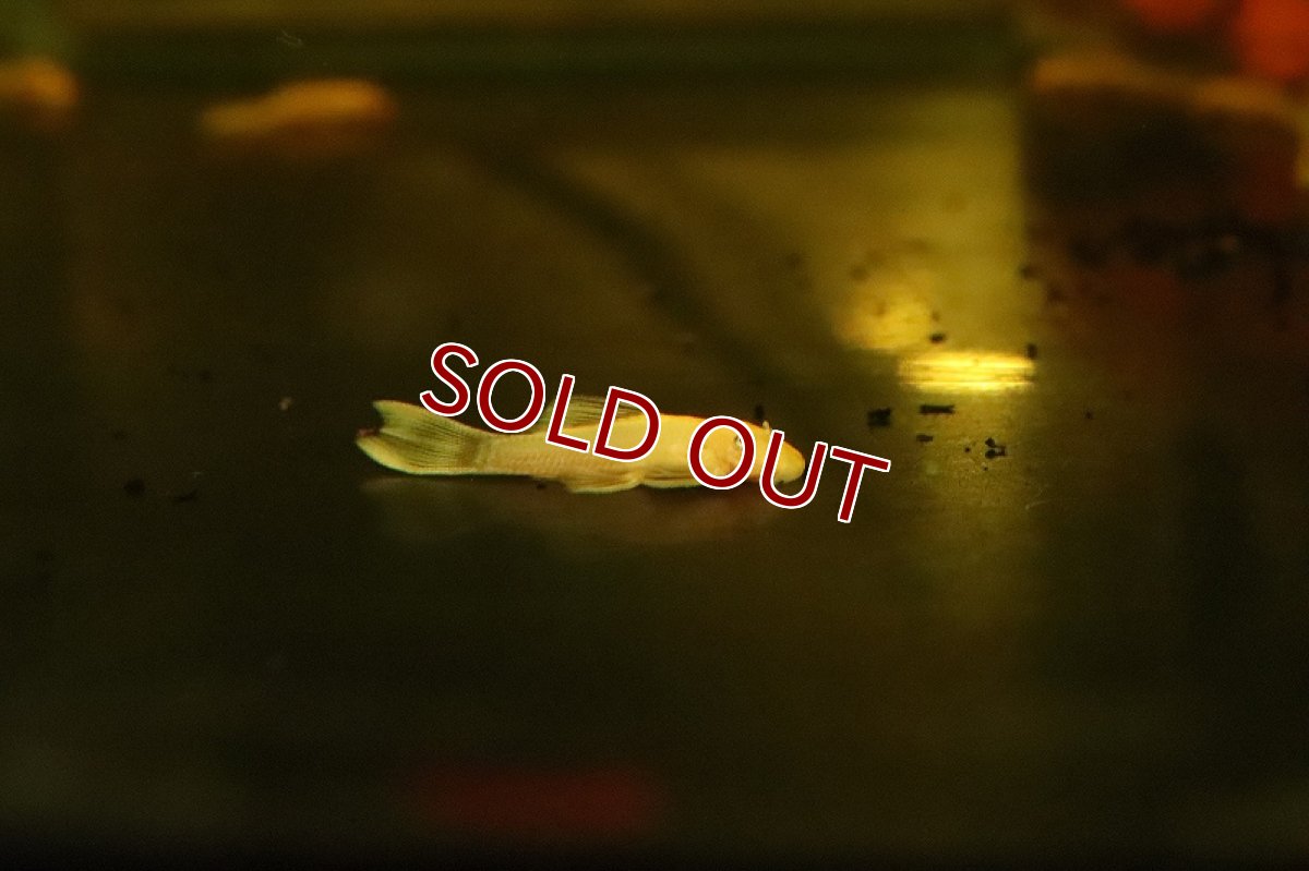 画像1: 【淡水魚】【通販】特価 ロングフィン ブルーアイゴールデンミニブッシープレコ【1匹 サンプル画像】(プレコ)(生体)(熱帯魚)NKP (1)