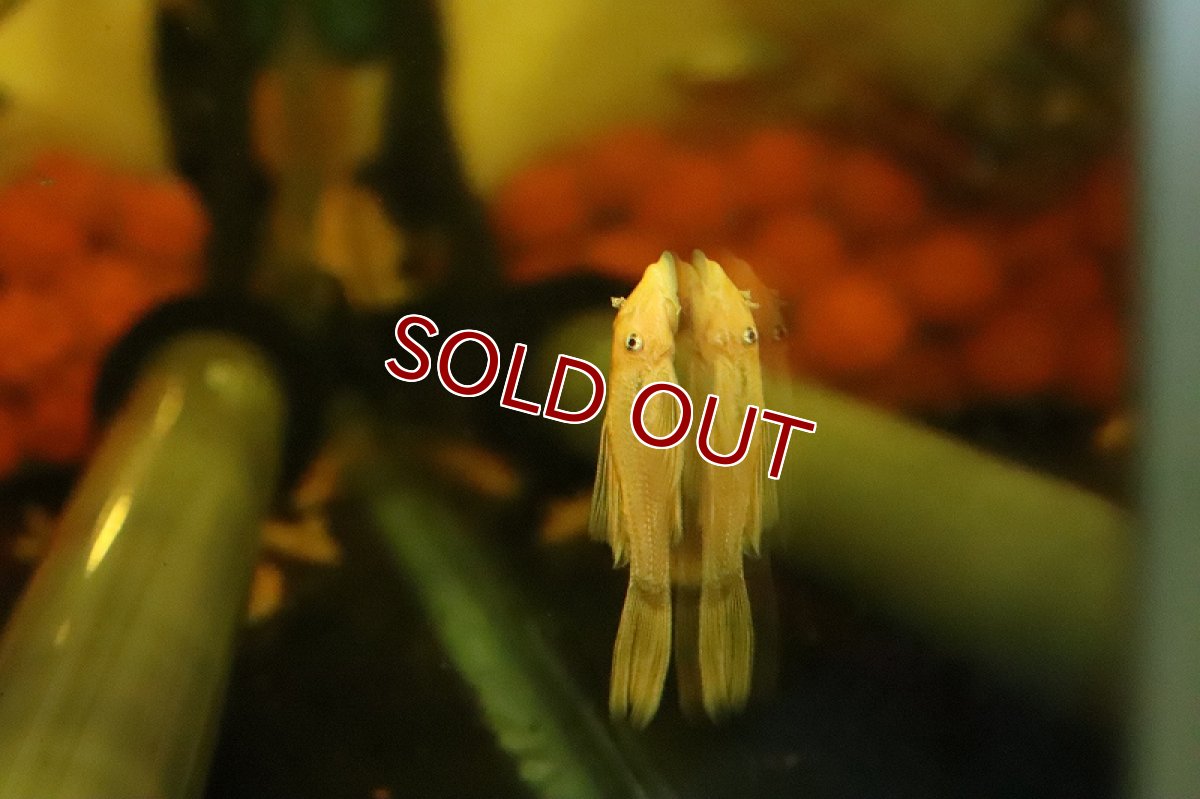 画像2: 【淡水魚】【通販】特価 ロングフィン ブルーアイゴールデンミニブッシープレコ【1匹 サンプル画像】(プレコ)(生体)(熱帯魚)NKP (2)