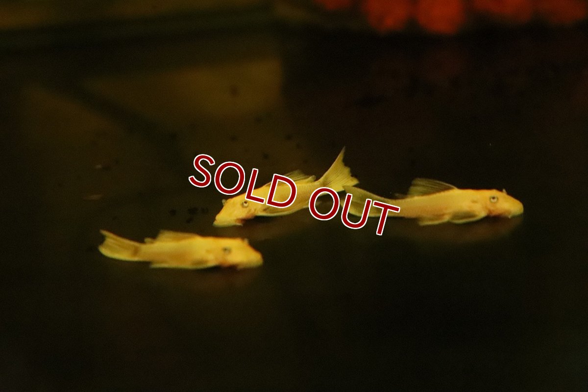 画像3: 【淡水魚】【通販】特価 ロングフィン ブルーアイゴールデンミニブッシープレコ【1匹 サンプル画像】(プレコ)(生体)(熱帯魚)NKP (3)