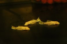 画像3: 【淡水魚】【通販】激安 ロングフィン ブルーアイゴールデンミニブッシープレコ【1匹 サンプル画像】(±3-4cm)(プレコ)(生体)(熱帯魚)NKP (3)