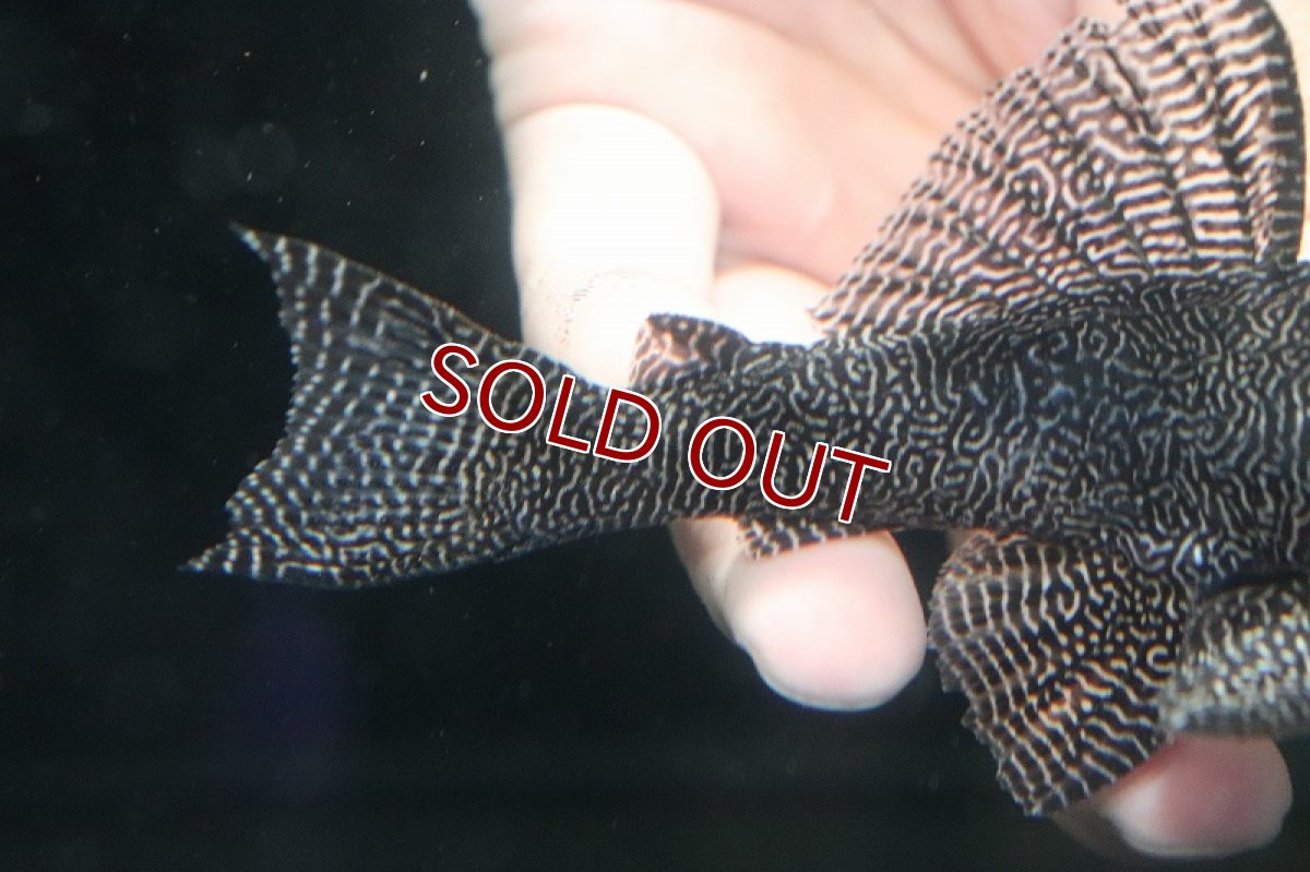 画像3: 【淡水魚】大特価 大きめ クイーンアラベスクタイガープレコ【1匹 サンプル画像】(±12-12cm)（プレコ）（生体）（熱帯魚）NKP (3)