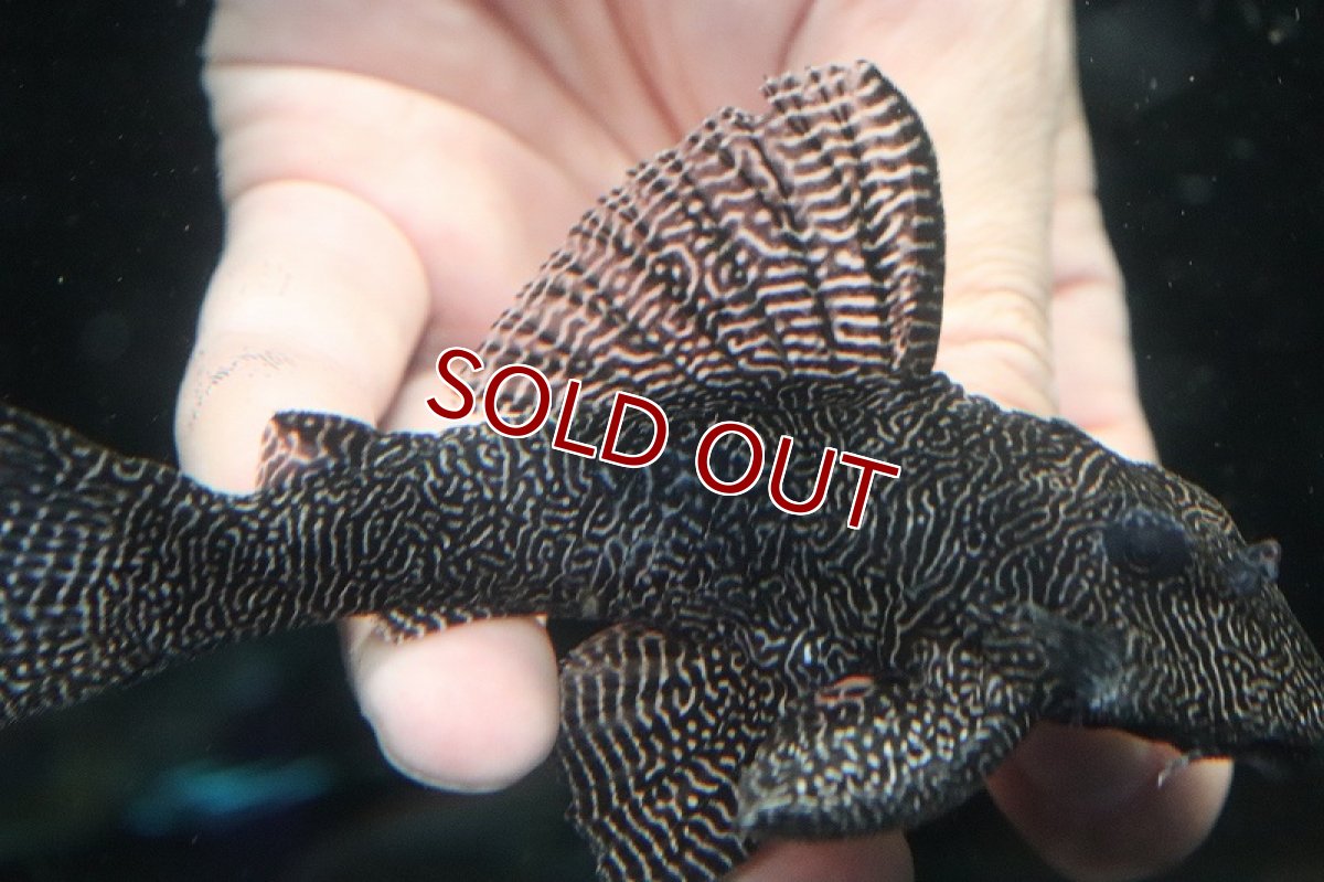 画像4: 【淡水魚】大特価 大きめ クイーンアラベスクタイガープレコ【1匹 サンプル画像】(±12-12cm)（プレコ）（生体）（熱帯魚）NKP (4)