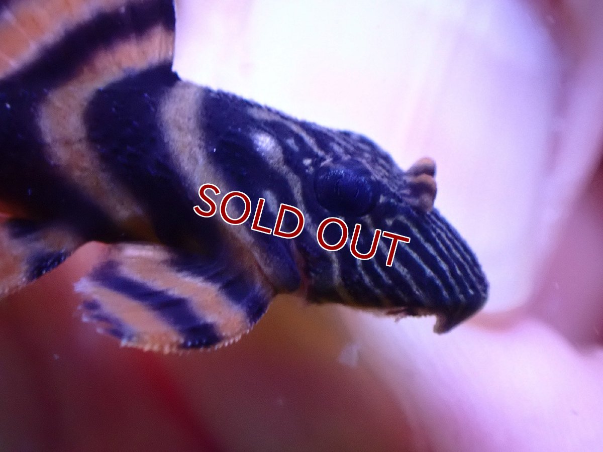 画像2: 【淡水魚】【通販】爆安期間限定 爆安 アレンカーラビリンスタイガープレコ【1匹 サンプル画像】(±3-5cm)（プレコ）（生体）（熱帯魚）NKP (2)