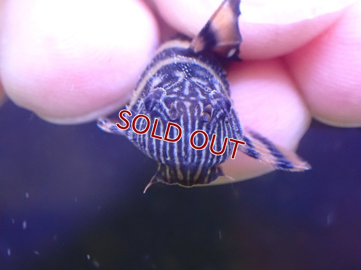 画像3: 【淡水魚】【通販】爆安期間限定 爆安 アレンカーラビリンスタイガープレコ【1匹 サンプル画像】(±3-5cm)（プレコ）（生体）（熱帯魚）NKP (3)