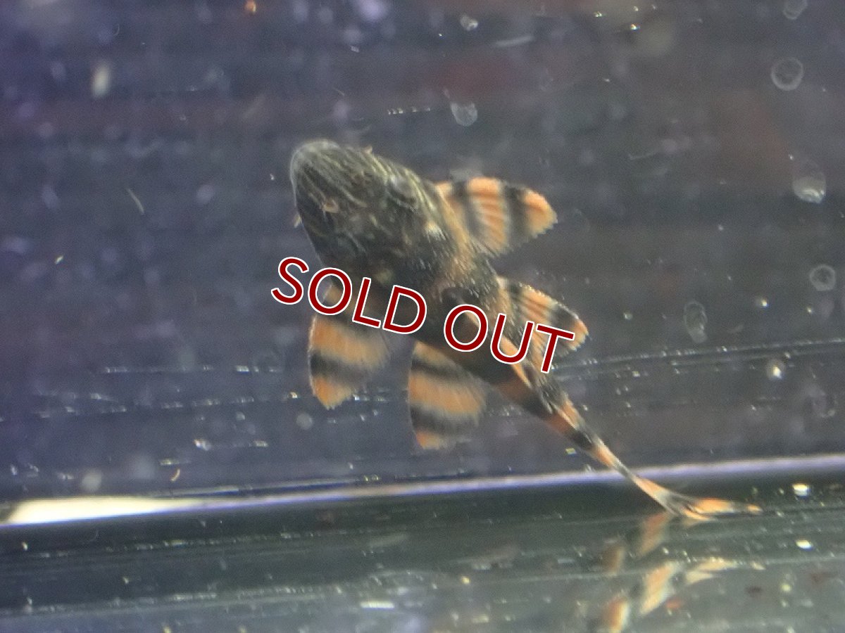 画像4: 【淡水魚】【通販】爆安期間限定 爆安 アレンカーラビリンスタイガープレコ【1匹 サンプル画像】(±3-5cm)（プレコ）（生体）（熱帯魚）NKP (4)