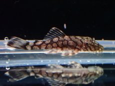 画像1: 【淡水魚】【通販】売り切りセール ロイヤルアラベスクブッシープレコ L519【1匹 サンプル画像】（プレコ）（生体）（熱帯魚）NKP (1)