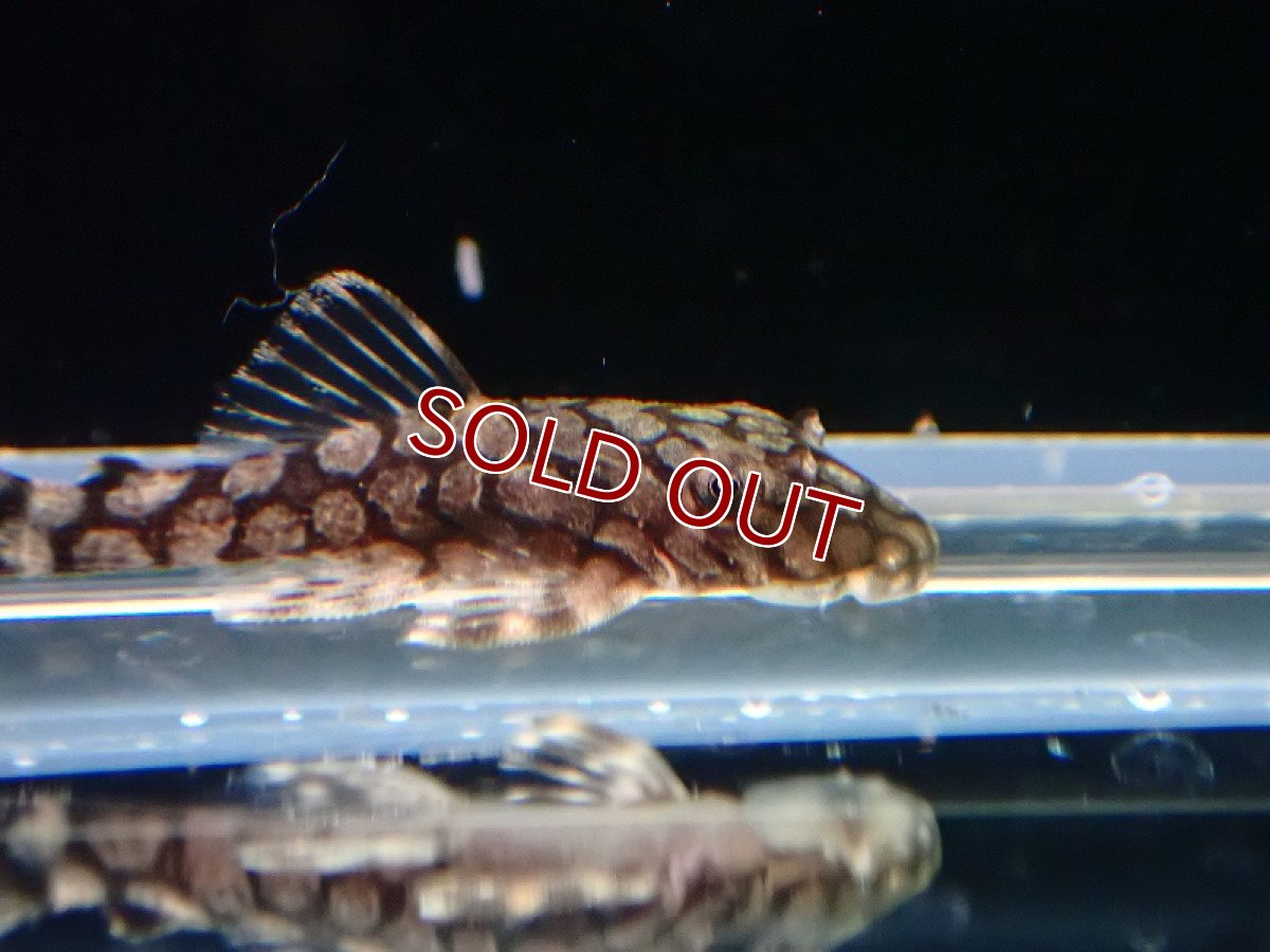 画像2: 【淡水魚】売り切りセール ロイヤルアラベスクブッシープレコ L519【1匹 サンプル画像】（プレコ）（生体）（熱帯魚）NKP (2)