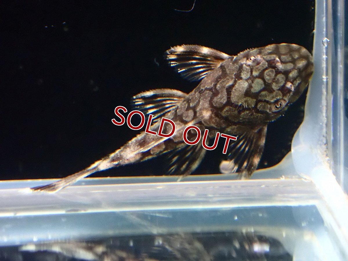 画像3: 【淡水魚】売り切りセール ロイヤルアラベスクブッシープレコ L519【1匹 サンプル画像】（プレコ）（生体）（熱帯魚）NKP (3)